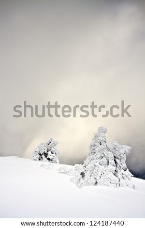 ice tree sculpture in winter, summit of Vosges in France, graphic photo