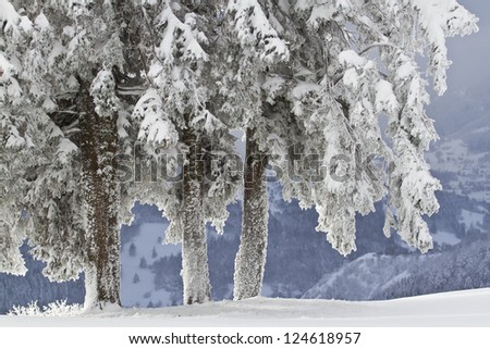 Spruce tree under lot\'s of snow in mountain summit