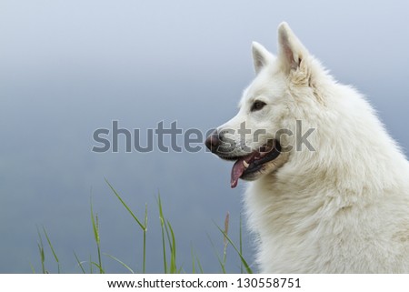 Portrait of dog white shepherd, in mountain side