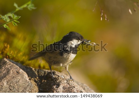 Coal tit bird specie Periparus ater in feeding time, Vosges, France