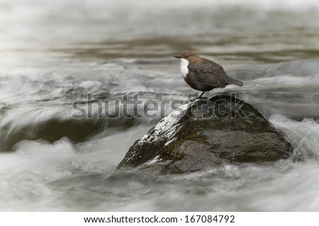 White-throated dipper, bird in middle of river, Moselle, France