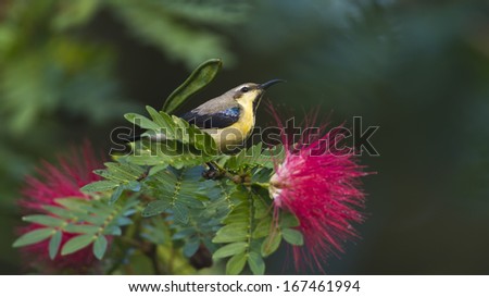 Purple sunbird in red powder puff tree flowers,specie Nectarinia asiatica in Nepal