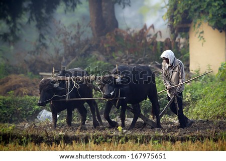 Bardia, Nepal - October 31, 2013: Tharu man ploughing with ox cart on October 31, 2013. In Terai remote area, farmer still work in the former still using ox cart to plough.