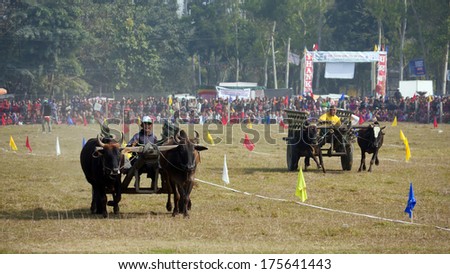 Chitwan, Nepal - December 27, 2013: Ox cart race - Elephant festival, Chitwan 2013, Nepal. In Terai, ox cart are still used for farmer work.