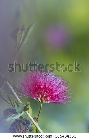 Red powder puff flower, specie calliandra eriophylla