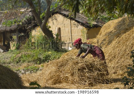 Bardia, Nepal - November 23, 2013: Nepali woman sort out rice in Terai in traditional way on november 23, 2013