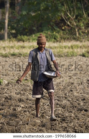 BARDIA, NEPAL - NOV 23, 2013: Nepali man spread rice in fields. In Bardia, all farming work is done by hand