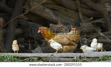Hens and chicks in traditional farm in Nepal
