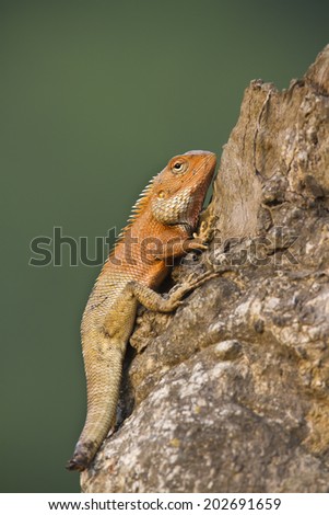 Oriental garden lizard with mutilated tail Specie Calotes versicolor in Nepal