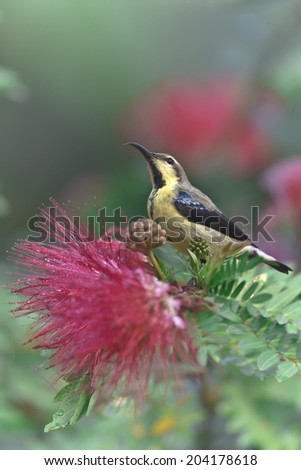 Purple sunbird specie Nectarinia asiatica in powder puff flowers tree in Nepal