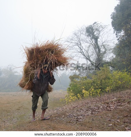 Bardia, Nepal - January 3, 2014: Taru man carrying grass from jungle to renew their roof house in Bardia, Nepal