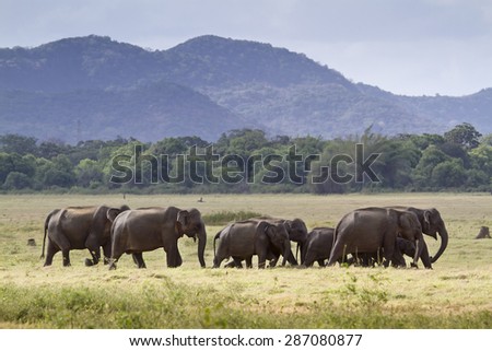 Herd of Sri lankan elephant in Minneriya ; subspecie Elephas maximux maximus