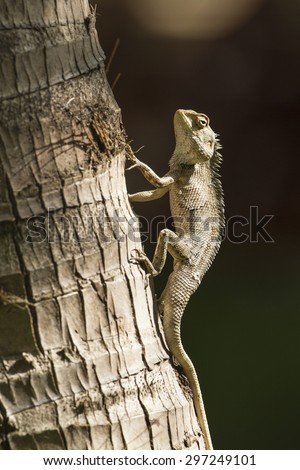 Oriental garden lizard in Pottuvil, Sri Lanka ; specie Amaurornis phoenicurus