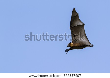Indian flying fox in Yala national park, Sri Lanka ; specie Pteropus giganteus isolated in blue sky