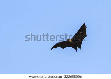Indian flying fox in Yala national park, Sri Lanka ; specie Pteropus giganteus isolated in blue sky