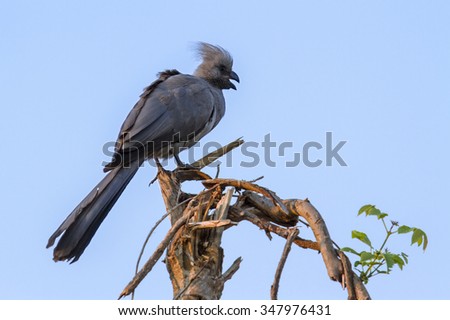 Grey go-away bird in Kruger national park, South Africa ; Specie Corythaixoides concolor family of Musophagidae