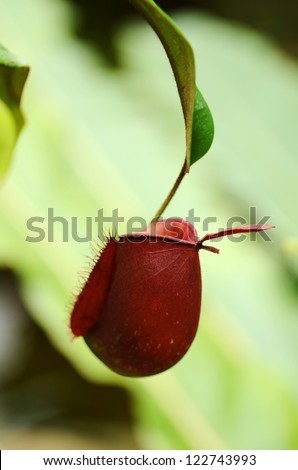 Trap flower (plant anatomy) nepenthes pitfall trap Monkey cups plant