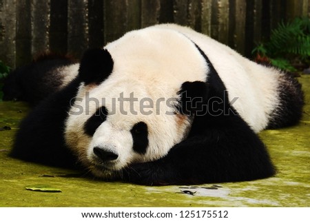 Giant panda bear sleeping