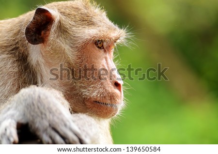 Portrait of young rhesus macaque monkey in temple of Thailand