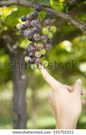 Hands holding bunch of ripe fresh organic green grapes