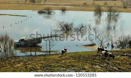 Riverside spring floods with cows and sunken truck