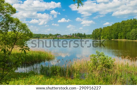 Summer landscape with a lake and dandelions