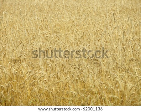 Golden field closeup. It is possible to use the background.