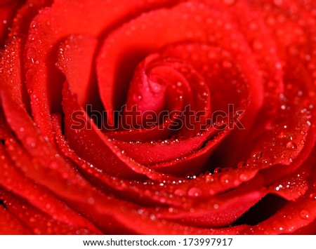 Closeup of a beautiful rose with water drops on the petals