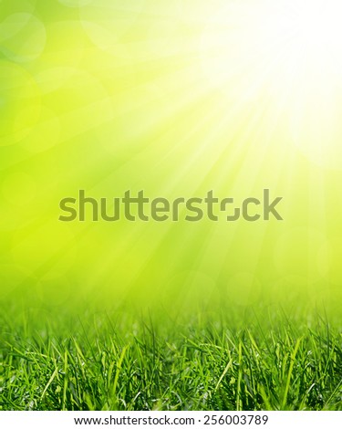 Summer meadow with green grass