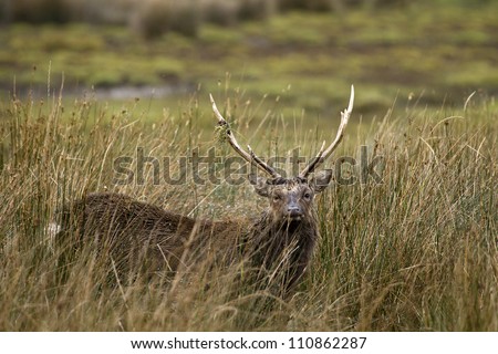 Male sika deer in the rushes