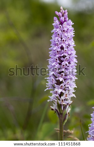 Common spotted orchid flower spike