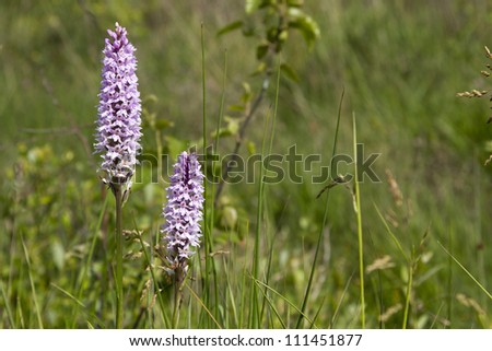 Common spotted orchid flower spikes