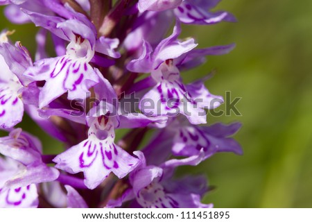 Common spotted orchid flowers close up