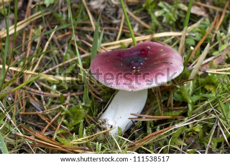 Species of Russula mushroom with burgundy cap growing on mossy grass