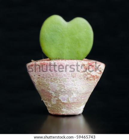 Heart Shaped Succulent