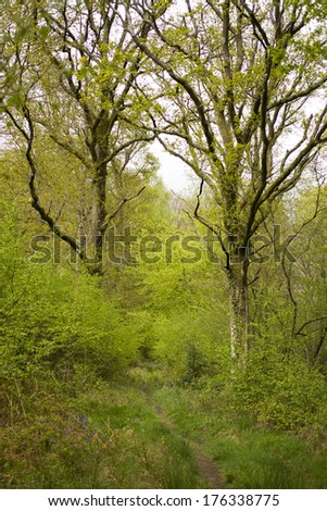 Small winding forest track flanked by two large trees