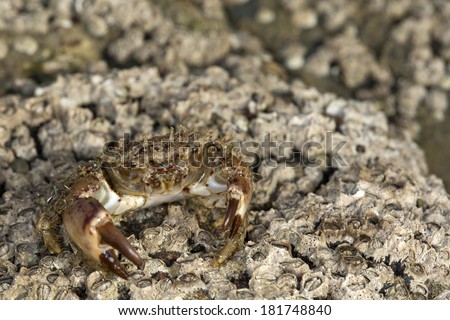 Small hairy crab (Pilumnus hirtellus) at Osmington Mills, Dorset, UK.