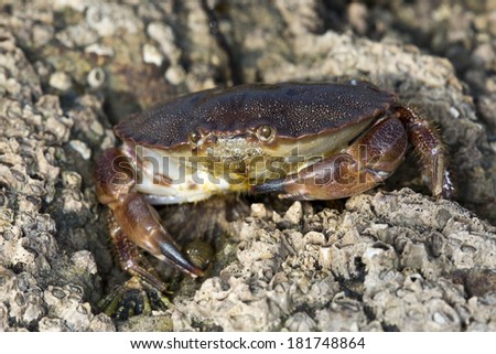 Small, juvenile edible crab (Cancer pagurus) on rocks, Osmington Mills, Dorset, UK