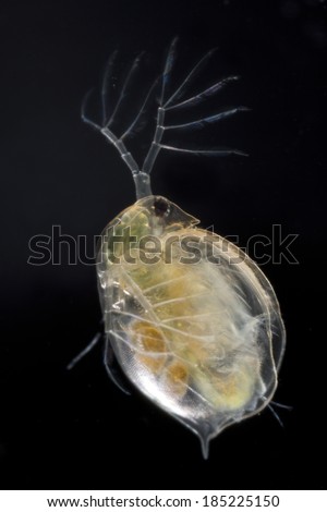 Extreme close up of a water flea (Daphnia magna) showing eggs, isolated on black background