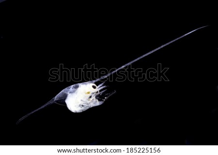 Preserved microscopic specimen of a planktonic crab larvae. Body approximately 0.5mm in size. Isolated on black.