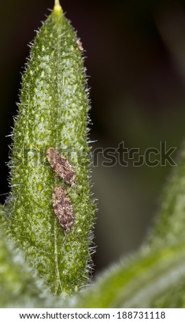 Extreme close up of tiny brown bugs on a very small leaf at Hengistbury Head nature reserve, Christchurch, Dorset, UK.