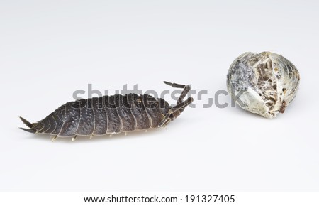 Common rough wood louse (Porcellio scaber) crawling towards a long dead curled up pill-bug carapace (posed studio shot)