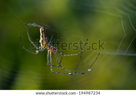 Stretch Spider (Tetragnatha extensa) on web in front of lush green background, at Hengistbury head nature reserve, Dorset, England, UK