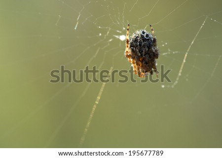Close up of a four-spot orb-weaver (Araneus quadratus) covered in morning dew, sat on its web, with background out of focus