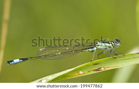 Small Blue-Tailed Damselfly (Ischnura elegans) resting on a blade of grass, very close-up