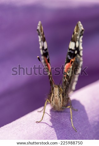 Front facing profile extreme close up of a Red Admiral butterfly (Vanessa atalanta) basking on purple laundry on a sunny summers day