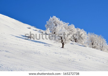 trees white and  snow -blue sky background