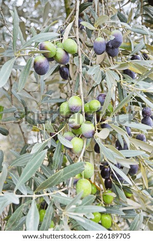 semi ripe olives on the tree, autumn