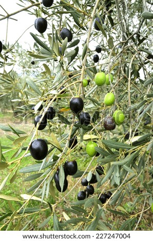 many black  ripe and  green unripe olives on the branch of olive tree in autumn.  Greece