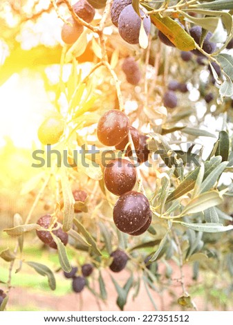 bunch of ripe olives and sun rays through the branches